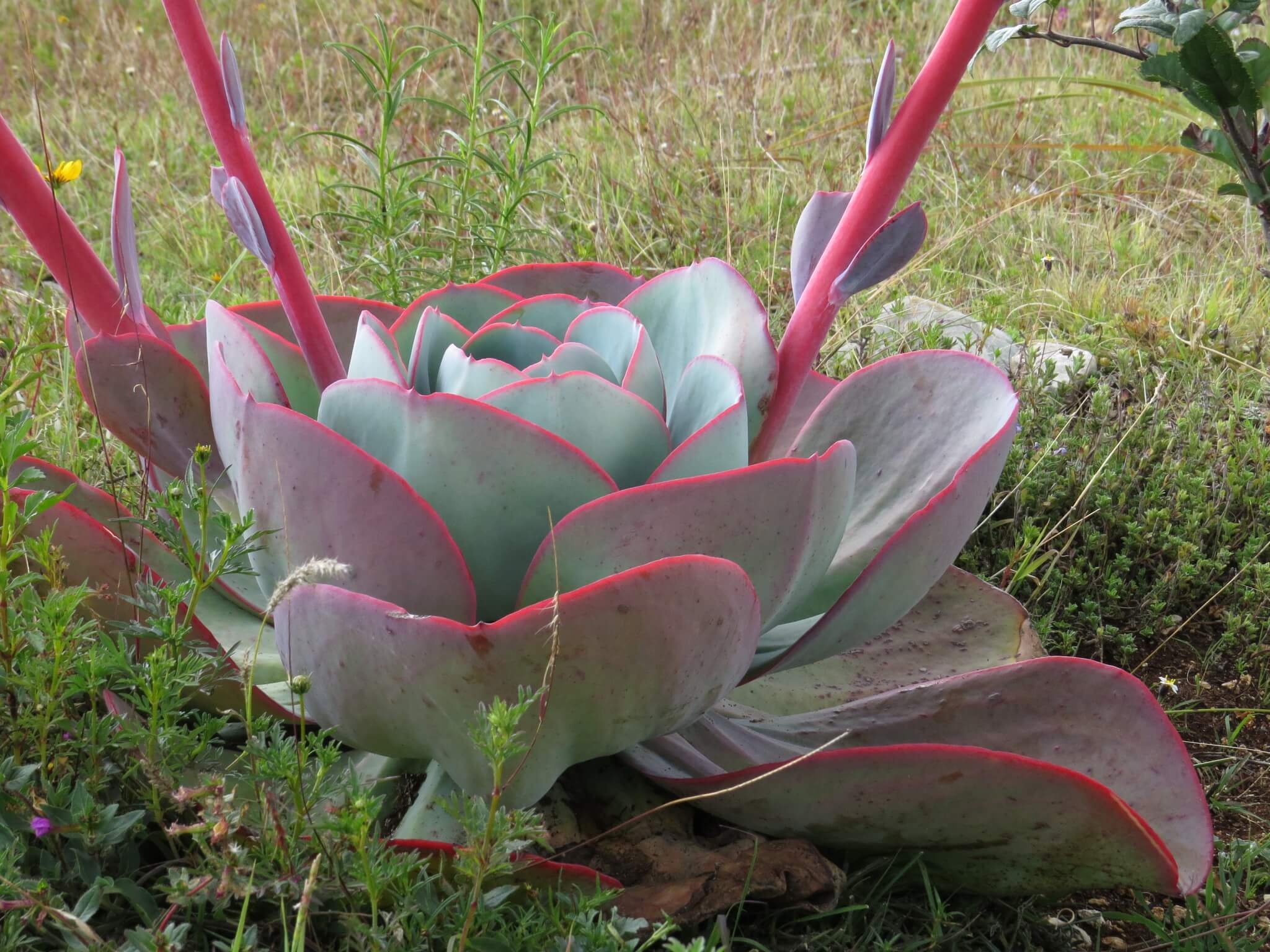 Echeveria gigantea